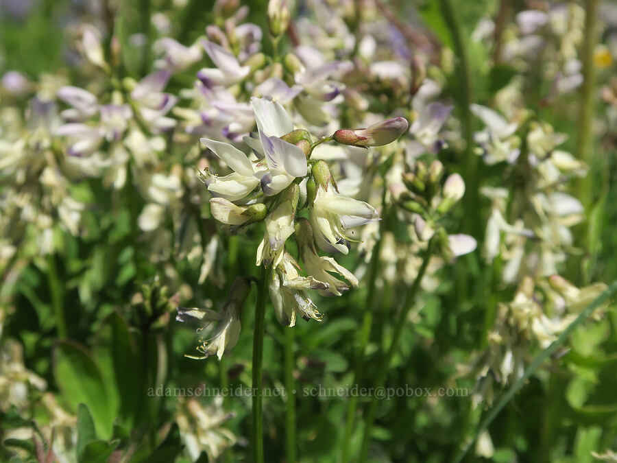 alpine milk-vetch (Astragalus alpinus) [Forest Road 3820, Okanogan-Wenatchee National Forest, Okanogan County, Washington]