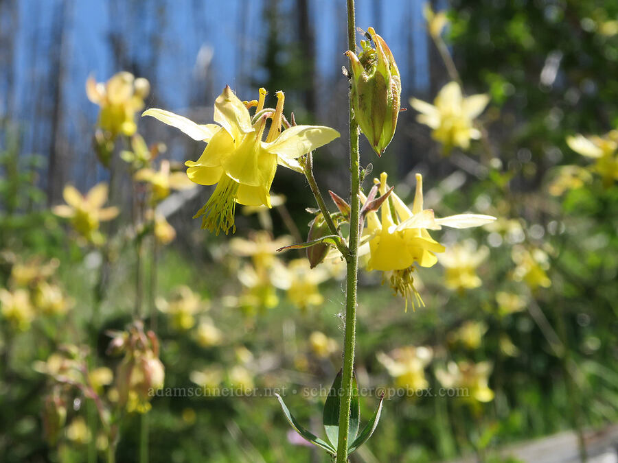 yellow columbine (Aquilegia flavescens) [Forest Road 3820, Okanogan-Wenatchee National Forest, Okanogan County, Washington]