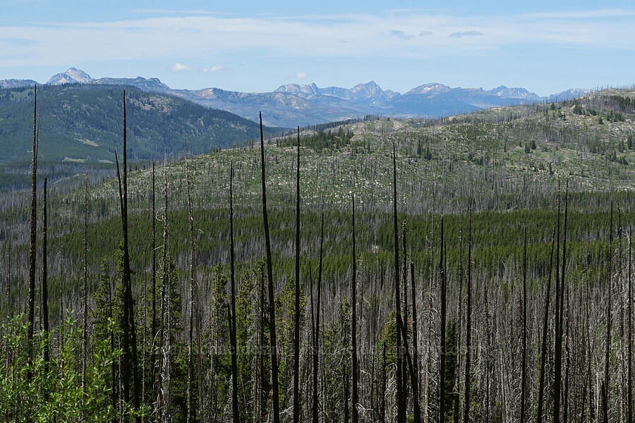 view to the north-northwest [Forest Road 3820, Loomis Natural Resources Conservation Area, Okanogan County, Washington]