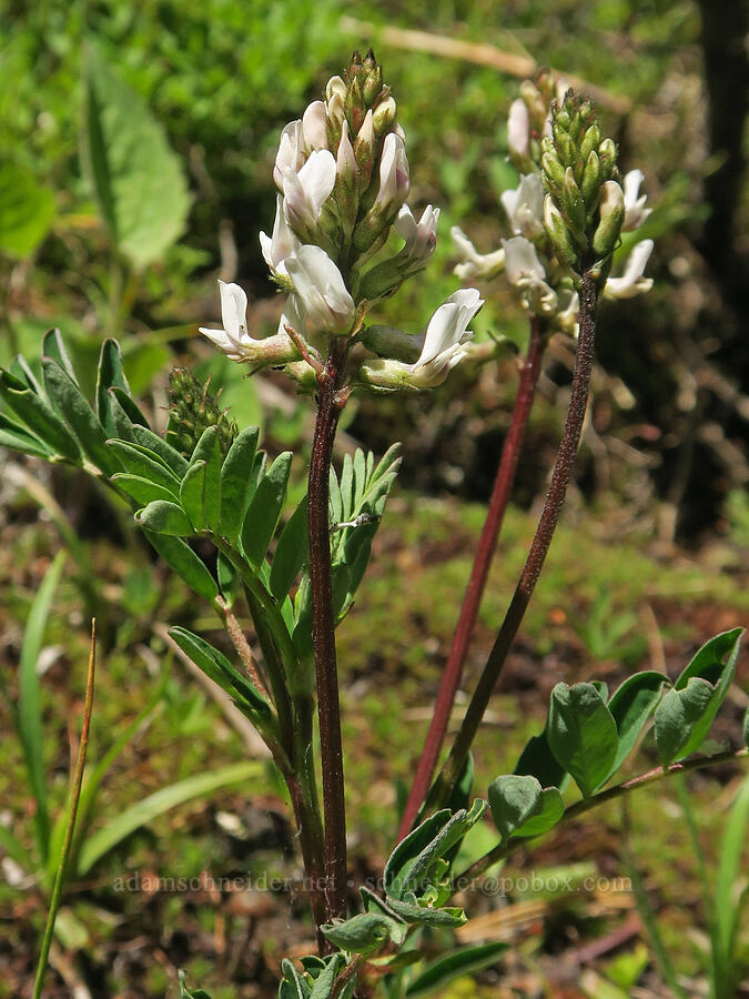 Robbins' milk-vetch (Astragalus robbinsii var. minor) [Forest Road 3820, Loomis Natural Resources Conservation Area, Okanogan County, Washington]