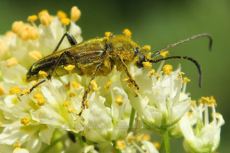 yellow velvet beetle on death-camas (Lepturobosca chrysocoma (Cosmosalia chrysocoma), Toxicoscordion paniculatum (Zigadenus paniculatus)) [Forest Road 3820, Okanogan-Wenatchee National Forest, Okanogan County, Washington]