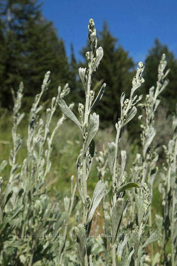 sagebrush, budding (Artemisia tridentata ssp. vaseyana) [Forest Road 3820, Okanogan-Wenatchee National Forest, Okanogan County, Washington]
