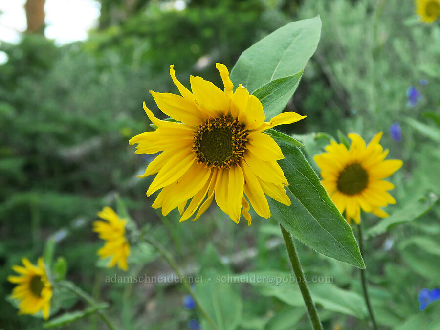 one-flower sunflower (Helianthella uniflora) [Forest Road 3820, Okanogan-Wenatchee National Forest, Okanogan County, Washington]