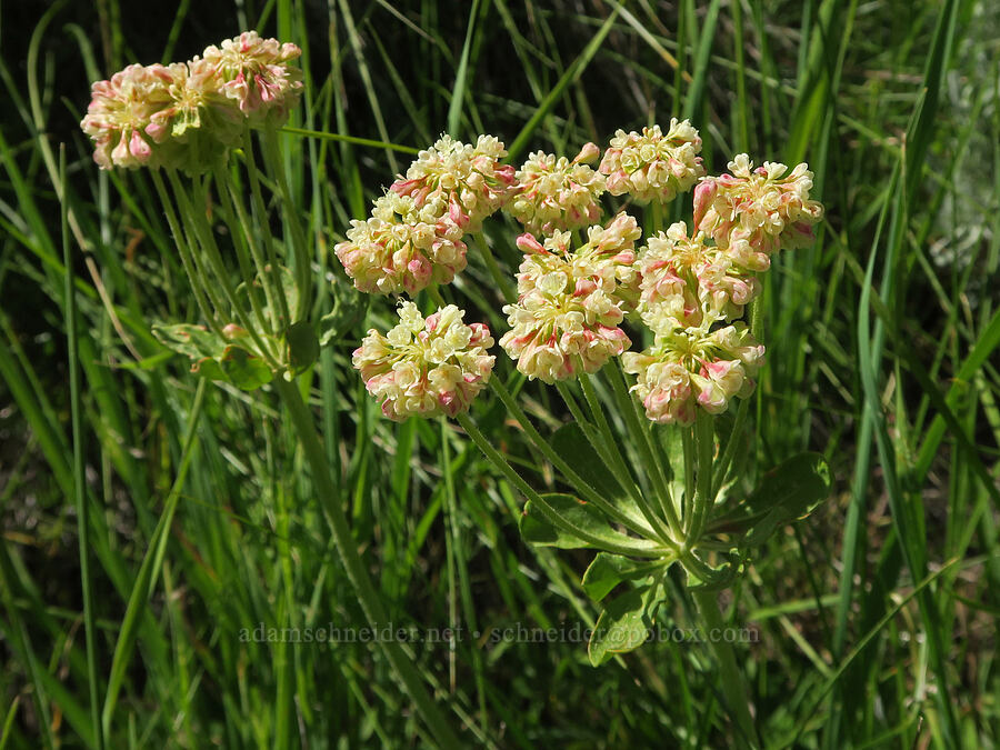 sulphur-flower buckwheat (Eriogonum umbellatum) [Forest Road 3820, Okanogan-Wenatchee National Forest, Okanogan County, Washington]