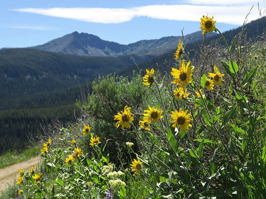 one-flower sunflower & Clark Peak (Helianthella uniflora) [Forest Road 3820, Okanogan-Wenatchee National Forest, Okanogan County, Washington]