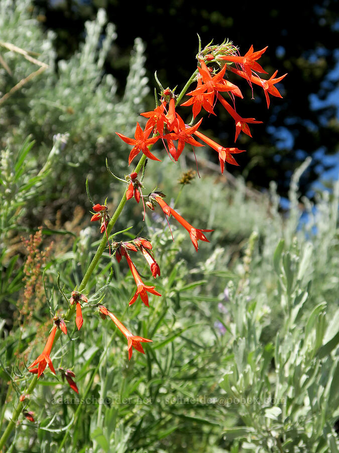 scarlet gilia (Ipomopsis aggregata) [Forest Road 3820, Okanogan-Wenatchee National Forest, Okanogan County, Washington]