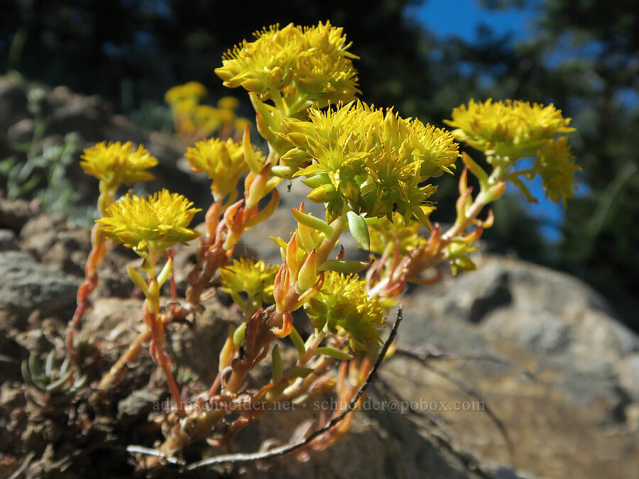 lance-leaf stonecrop (Sedum lanceolatum) [Forest Road 3820, Okanogan-Wenatchee National Forest, Okanogan County, Washington]