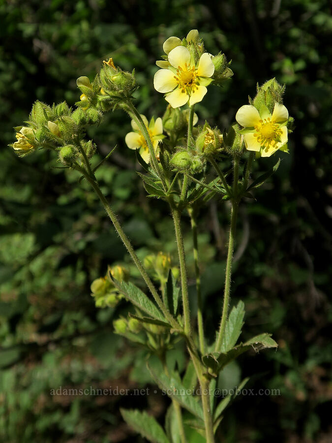 sticky cinquefoil (Drymocallis sp. (Potentilla glandulosa)) [Forest Road 3820, Okanogan-Wenatchee National Forest, Okanogan County, Washington]