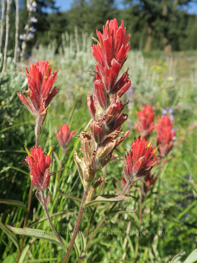 scarlet paintbrush (Castilleja miniata) [Salmon Meadows, Okanogan-Wenatchee National Forest, Okanogan County, Washington]
