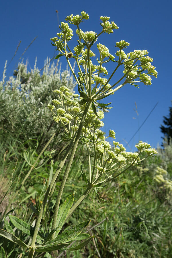 parsnip-flower buckwheat (Eriogonum heracleoides) [Salmon Meadows, Okanogan-Wenatchee National Forest, Okanogan County, Washington]