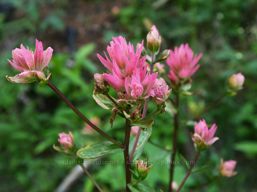 pink paintbrush (Castilleja miniata) [Forest Road 38, Okanogan-Wenatchee National Forest, Okanogan County, Washington]
