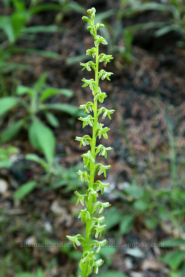 Alaska bog orchid (Platanthera unalascensis (Piperia unalascensis)) [Forest Road 38, Okanogan-Wenatchee National Forest, Okanogan County, Washington]