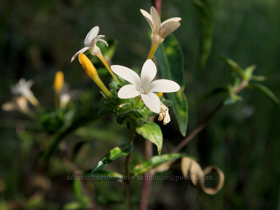 grand collomia (Collomia grandiflora) [Forest Road 38, Okanogan-Wenatchee National Forest, Okanogan County, Washington]