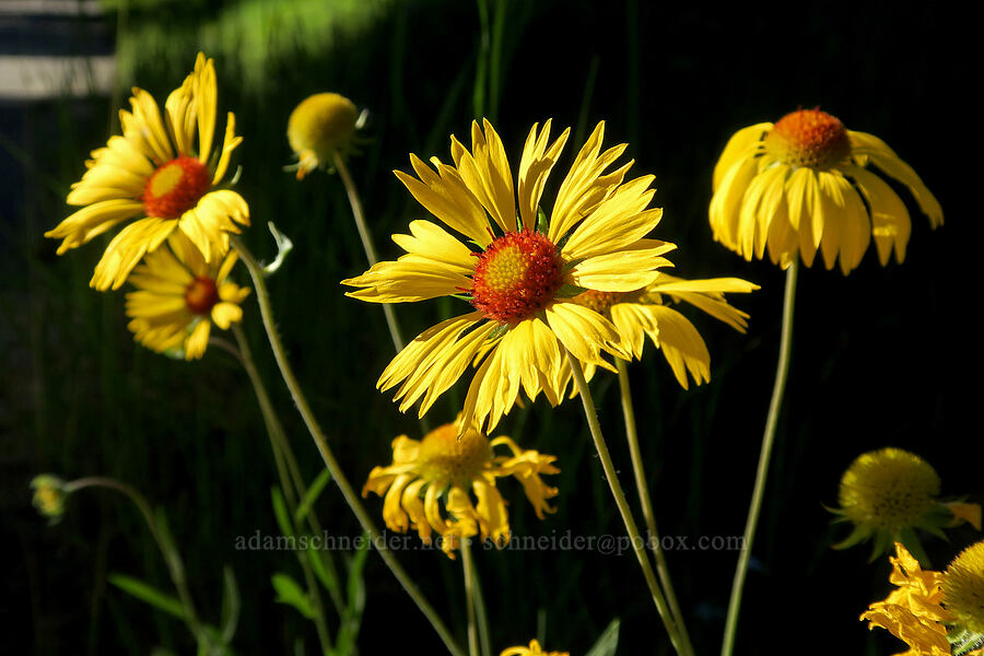 blanketflower (Gaillardia aristata) [Forest Road 38, Okanogan-Wenatchee National Forest, Okanogan County, Washington]