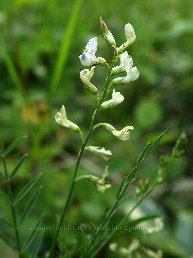 timber milk-vetch (Astragalus miser var. serotinus) [Forest Road 38, Okanogan-Wenatchee National Forest, Okanogan County, Washington]