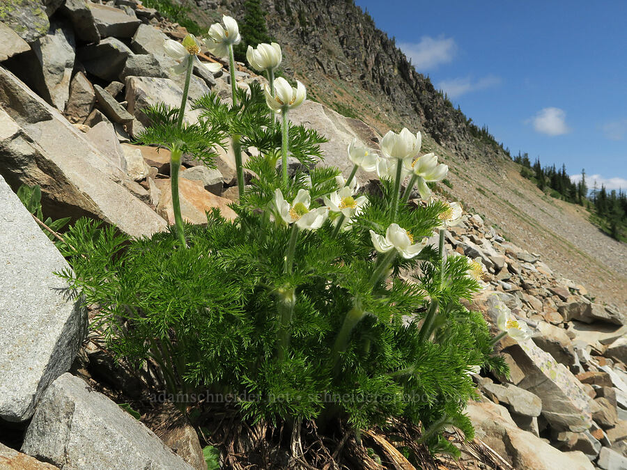 western pasqueflowers (Anemone occidentalis (Pulsatilla occidentalis)) [Pacific Crest Trail, Okanogan-Wenatchee National Forest, Okanogan County, Washington]