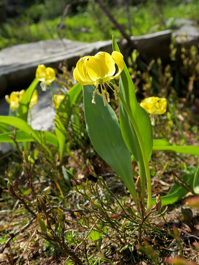 glacier lilies (Erythronium grandiflorum) [Pacific Crest Trail, Okanogan-Wenatchee National Forest, Okanogan County, Washington]