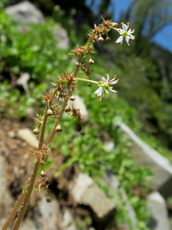 Mertens' saxifrage (Saxifraga mertensiana) [Pacific Crest Trail, Okanogan-Wenatchee National Forest, Okanogan County, Washington]