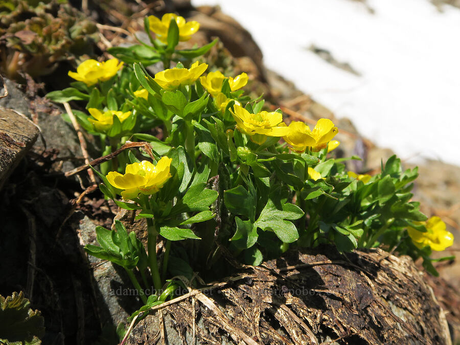 snow buttercups (Ranunculus eschscholtzii) [Pacific Crest Trail, Okanogan-Wenatchee National Forest, Okanogan County, Washington]