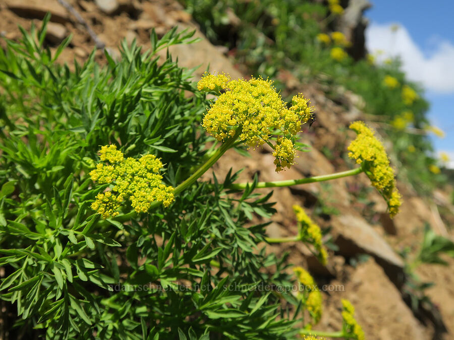 Brandegee's desert parsley (Lomatium brandegeei (Cynomarathrum brandegeei)) [Pacific Crest Trail, Okanogan-Wenatchee National Forest, Okanogan County, Washington]