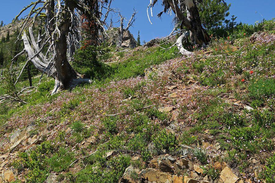 Columbia lewisia (and other wildflowers) (Lewisia columbiana) [Pacific Crest Trail, Okanogan-Wenatchee National Forest, Okanogan County, Washington]