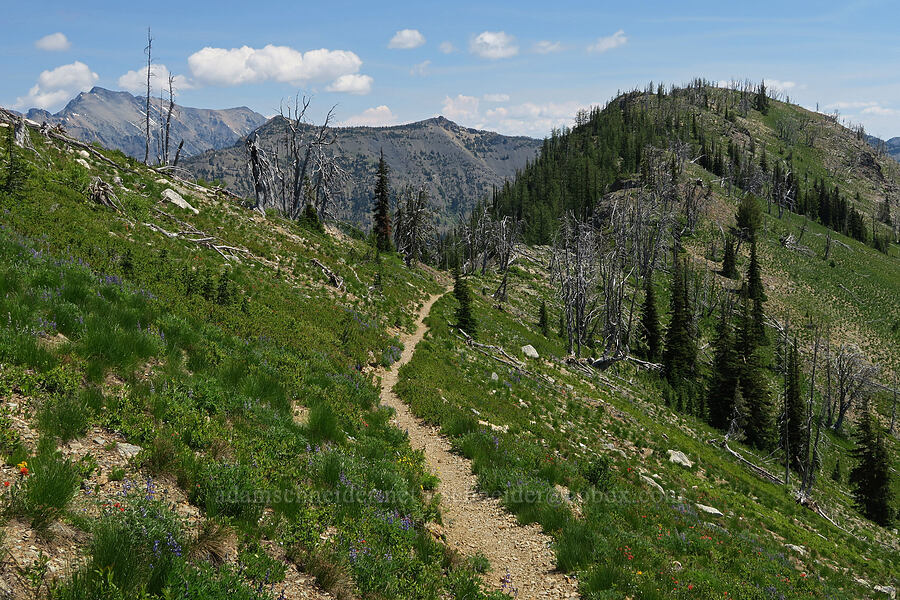 the trail [Pacific Crest Trail, Okanogan-Wenatchee National Forest, Okanogan County, Washington]