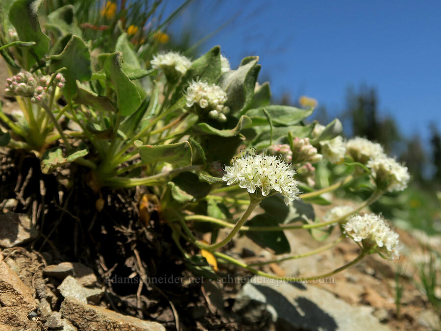alpine buckwheat (Eriogonum pyrolifolium) [Pacific Crest Trail, Okanogan-Wenatchee National Forest, Okanogan County, Washington]