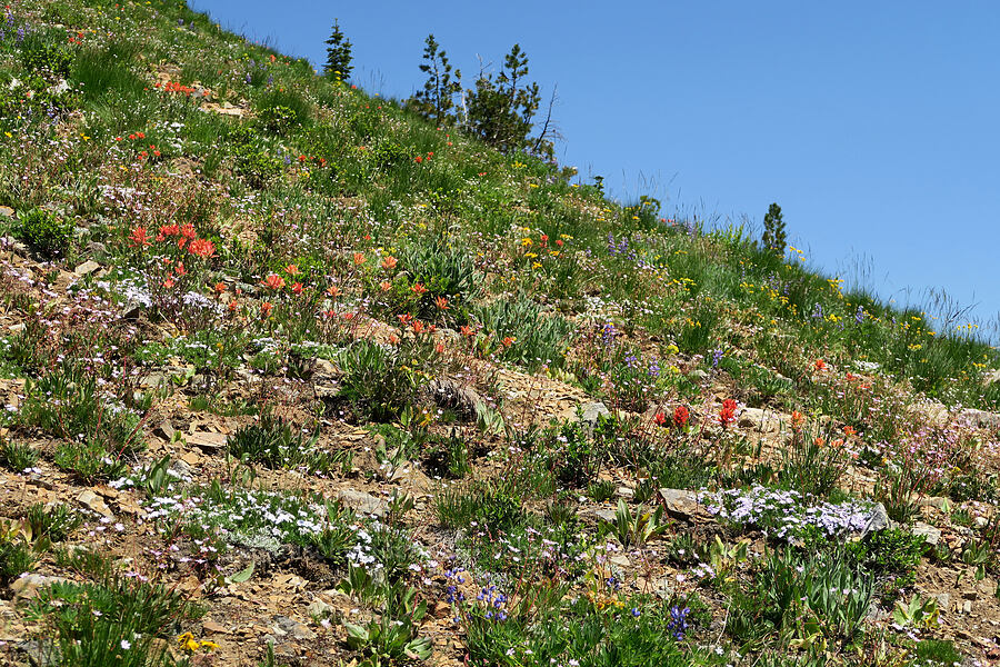wildflowers (Castilleja elmeri, Phlox diffusa, Arnica sp., Lupinus sp., Senecio sp.) [Pacific Crest Trail, Okanogan-Wenatchee National Forest, Okanogan County, Washington]