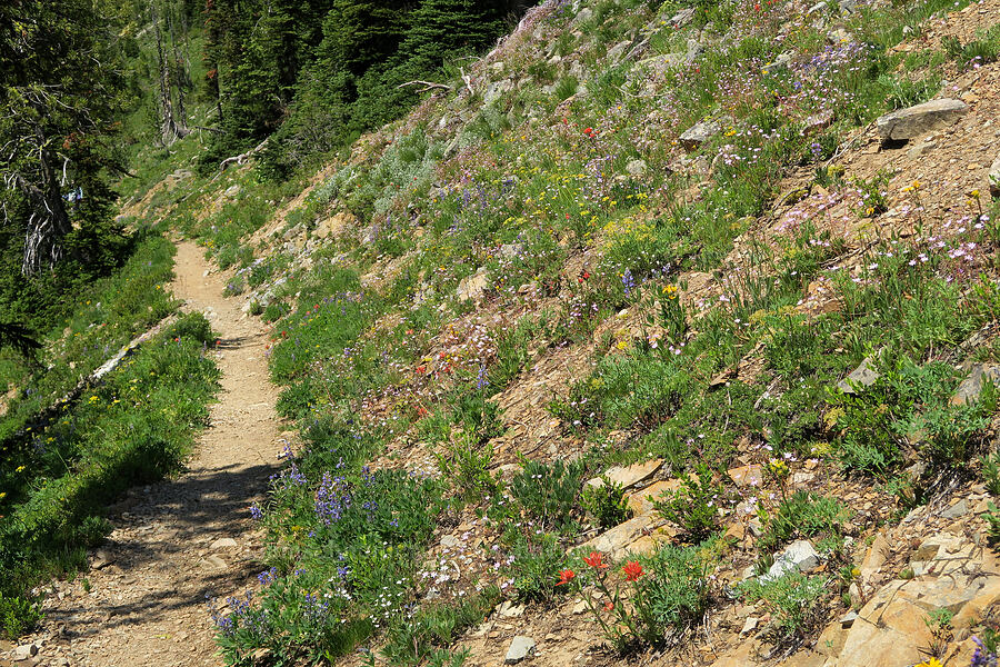 wildflowers (Lomatium brandegeei (Cynomarathrum brandegeei), Castilleja elmeri, Lewisia columbiana, Lupinus sp.) [Pacific Crest Trail, Okanogan-Wenatchee National Forest, Okanogan County, Washington]