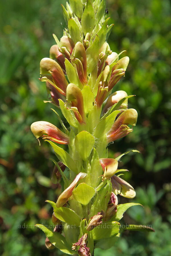 bracted lousewort (Pedicularis bracteosa) [Pacific Crest Trail, Okanogan-Wenatchee National Forest, Okanogan County, Washington]