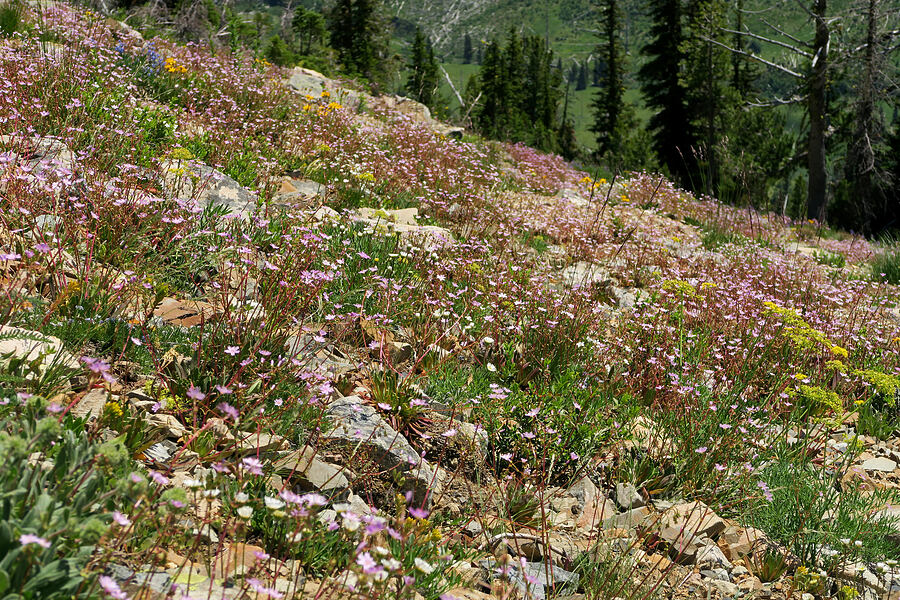 wildflowers (Lewisia columbiana, Lomatium brandegeei (Cynomarathrum brandegeei), Erigeron compositus, Sedum lanceolatum) [Pacific Crest Trail, Okanogan-Wenatchee National Forest, Okanogan County, Washington]