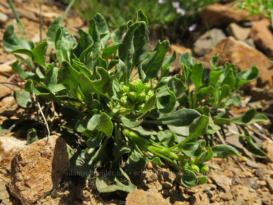 Elmer's ragwort (?), budding (Senecio elmeri) [Pacific Crest Trail, Okanogan-Wenatchee National Forest, Okanogan County, Washington]