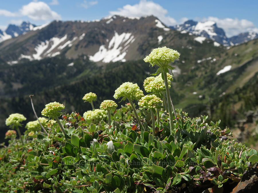 subalpine sulphur-flower buckwheat (Eriogonum umbellatum var. majus (Eriogonum subalpinum)) [Pacific Crest Trail, Okanogan-Wenatchee National Forest, Whatcom County, Washington]