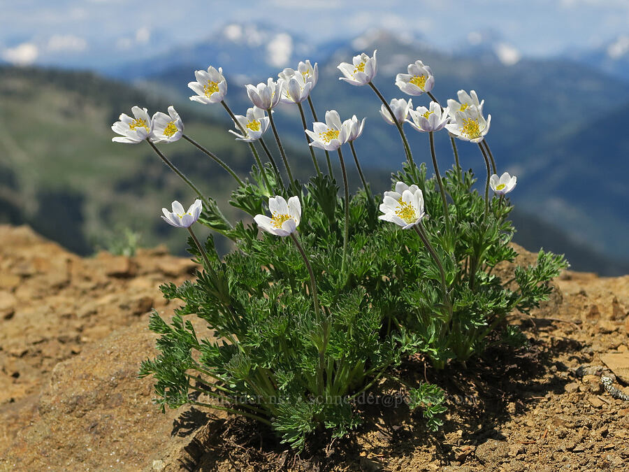 Drummond's anemones (Anemone drummondii) [Pacific Crest Trail, Okanogan-Wenatchee National Forest, Whatcom County, Washington]