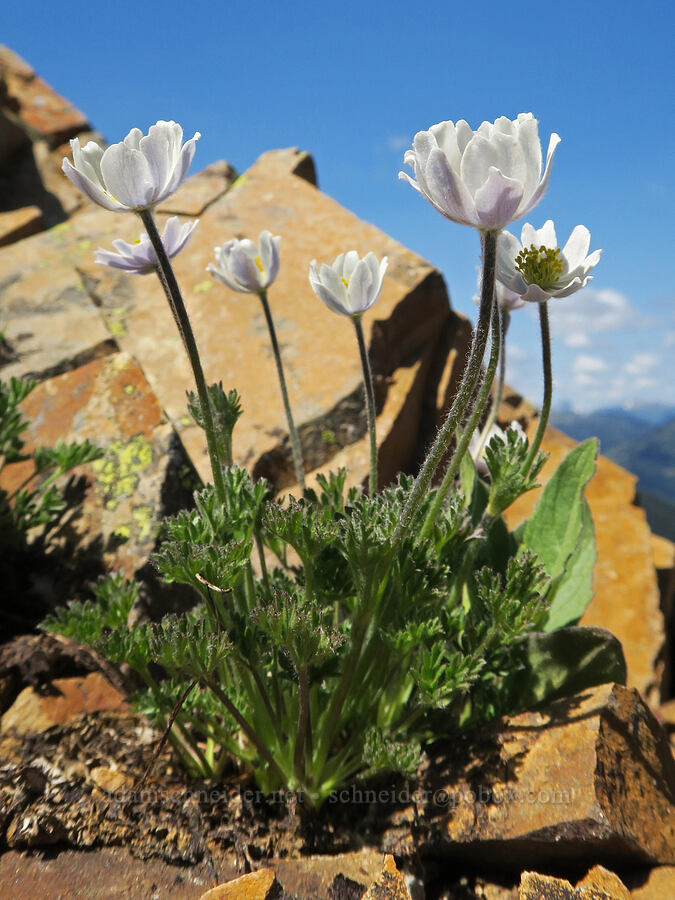Drummond's anemone (Anemone drummondii) [Tatie Peak, Okanogan-Wenatchee National Forest, Whatcom County, Washington]