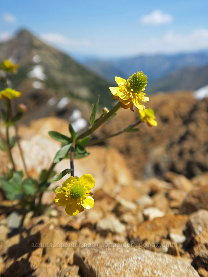 arctic buttercup (Ranunculus gelidus (Ranunculus grayi)) [Tatie Peak, Okanogan-Wenatchee National Forest, Whatcom County, Washington]