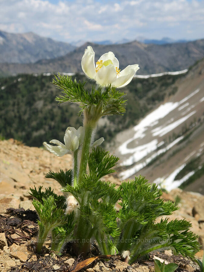 western pasqueflower (Anemone occidentalis (Pulsatilla occidentalis)) [Tatie Peak, Okanogan-Wenatchee National Forest, Whatcom County, Washington]