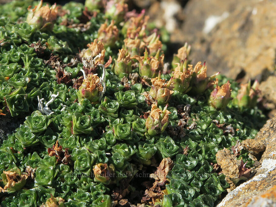 purple saxifrage, going to seed (Saxifraga oppositifolia) [Tatie Peak, Okanogan-Wenatchee National Forest, Whatcom County, Washington]