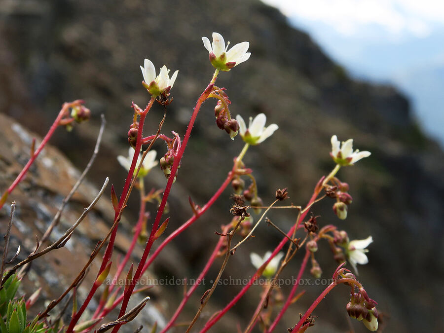 spotted saxifrage (Saxifraga bronchialis ssp. austromontana (Saxifraga austromontana)) [Tatie Peak, Okanogan-Wenatchee National Forest, Whatcom County, Washington]