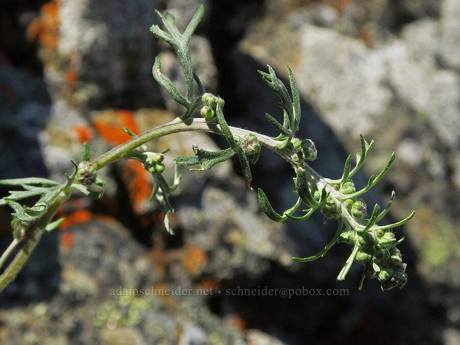lemon sagewort (Artemisia michauxiana) [Tatie Peak, Okanogan-Wenatchee National Forest, Whatcom County, Washington]