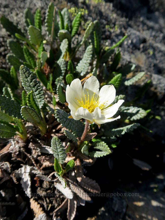Hooker's mountain-avens (Dryas hookeriana (Dryas octopetala ssp. hookeriana)) [Tatie Peak, Okanogan-Wenatchee National Forest, Whatcom County, Washington]