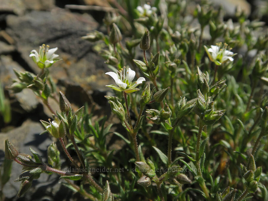 Nuttall's sandwort (Minuartia nuttallii (Sabulina nuttallii) (Arenaria nuttallii)) [Tatie Peak, Okanogan-Wenatchee National Forest, Whatcom County, Washington]