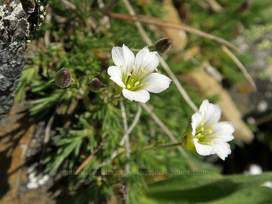 sandwort (which?) (Minuartia sp. (Sabulina sp.)) [Tatie Peak, Okanogan-Wenatchee National Forest, Whatcom County, Washington]
