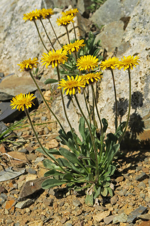golden fleabane (Erigeron aureus) [Tatie Peak, Okanogan-Wenatchee National Forest, Okanogan County, Washington]
