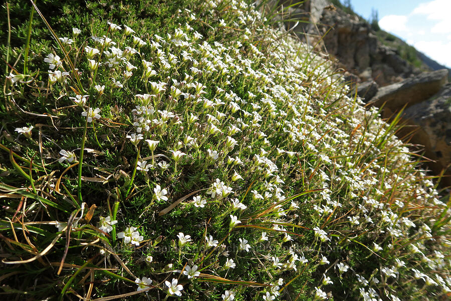 alpine sandwort (Minuartia obtusiloba (Cherleria obtusiloba) (Arenaria obtusiloba)) [Tatie Peak, Okanogan-Wenatchee National Forest, Whatcom County, Washington]