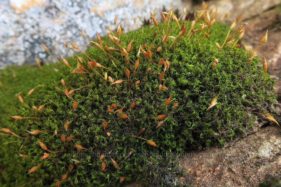 pincushion moss (Dicranoweisia cirrata) [southwest of Tatie Peak, Okanogan-Wenatchee National Forest, Whatcom County, Washington]