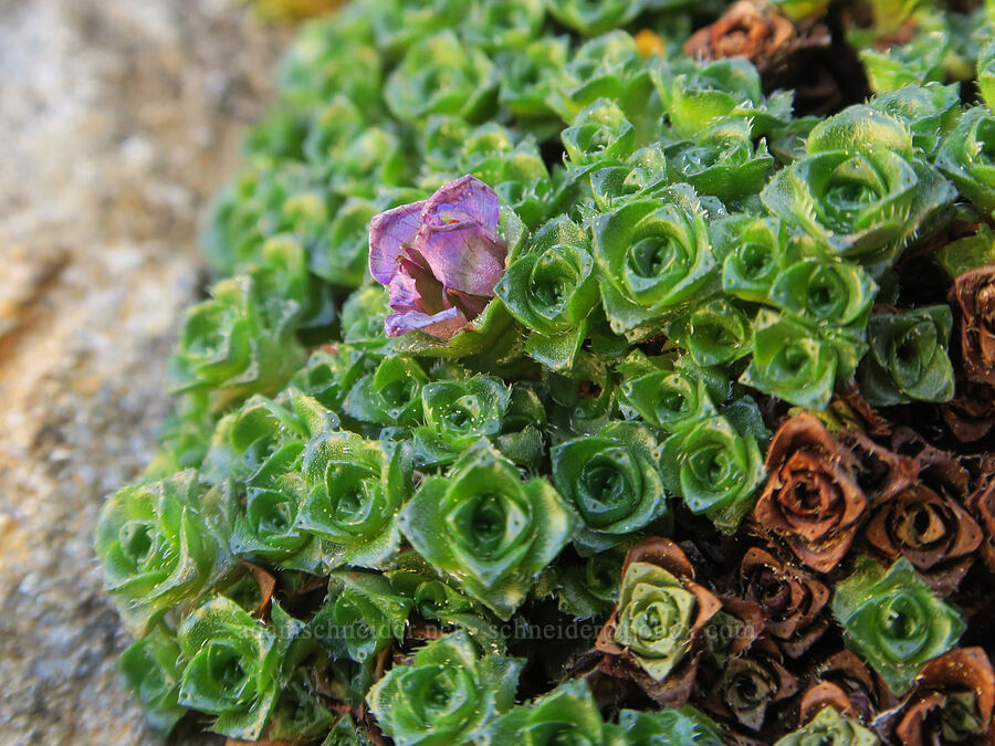 purple saxifrage, fading (Saxifraga oppositifolia) [southwest of Tatie Peak, Okanogan-Wenatchee National Forest, Whatcom County, Washington]