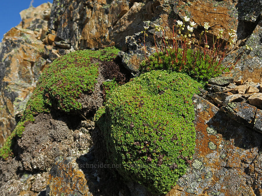 purple saxifrage & spotted saxifrage (Saxifraga oppositifolia, Saxifraga bronchialis ssp. austromontana (Saxifraga austromontana)) [southwest of Tatie Peak, Okanogan-Wenatchee National Forest, Whatcom County, Washington]