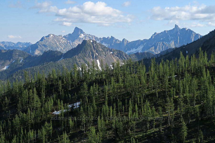 Tower Mountain, Golden Horn, Handcock Ridge, & larch trees (Larix lyallii) [Pacific Crest Trail, Okanogan-Wenatchee National Forest, Okanogan County, Washington]