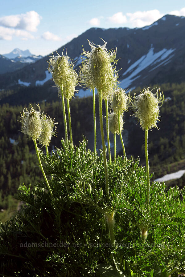 western pasqueflower seed heads (Anemone occidentalis (Pulsatilla occidentalis)) [Pacific Crest Trail, Okanogan-Wenatchee National Forest, Okanogan County, Washington]